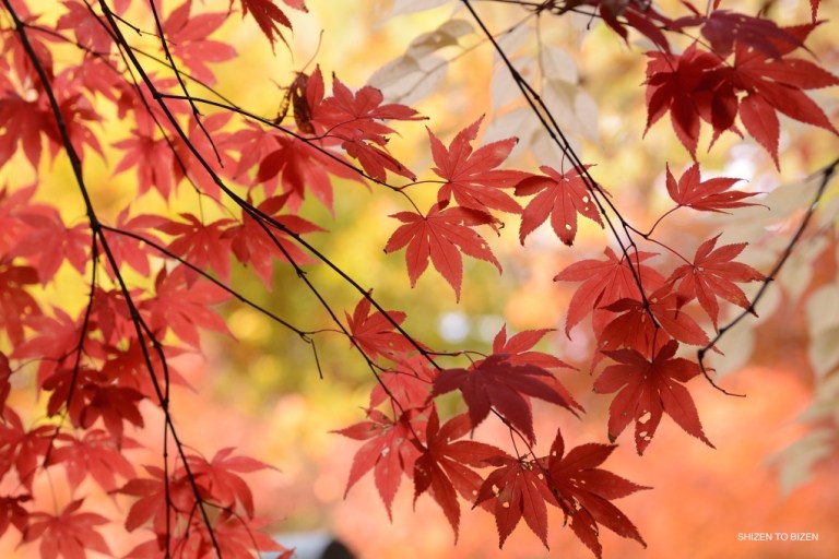 698dsc_5567kairakuen2016