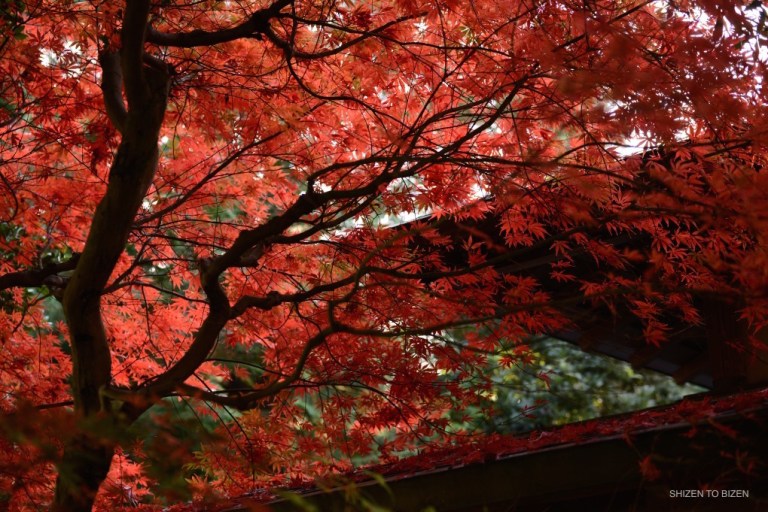 712dsc_5592kairakuen2016
