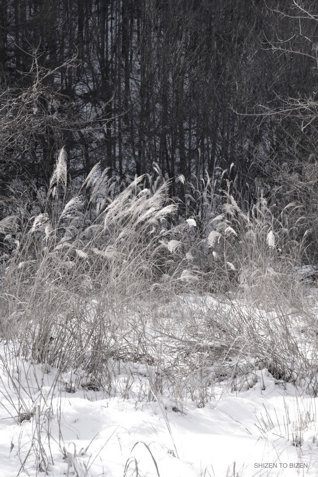 1922dsc_7517masutomi