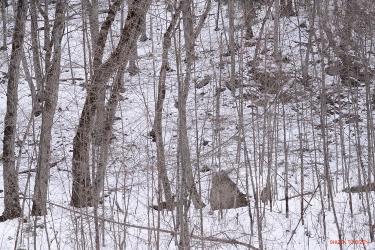 2145dsc_7782masutomi