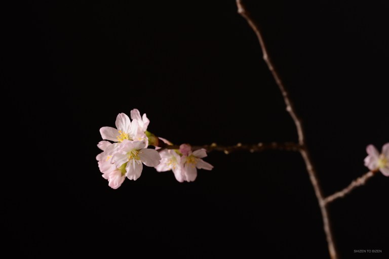 DSC_9036sakura2019i