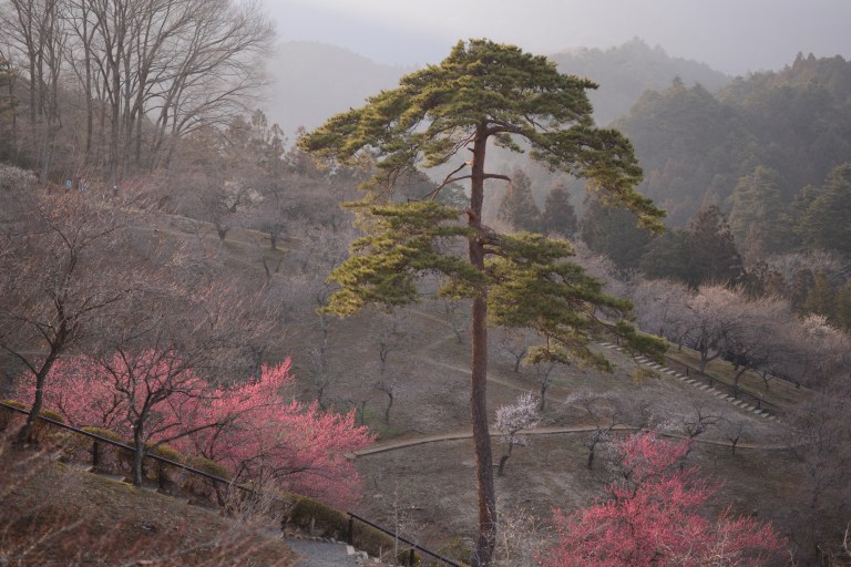 DSC_7190koubai.JPG
