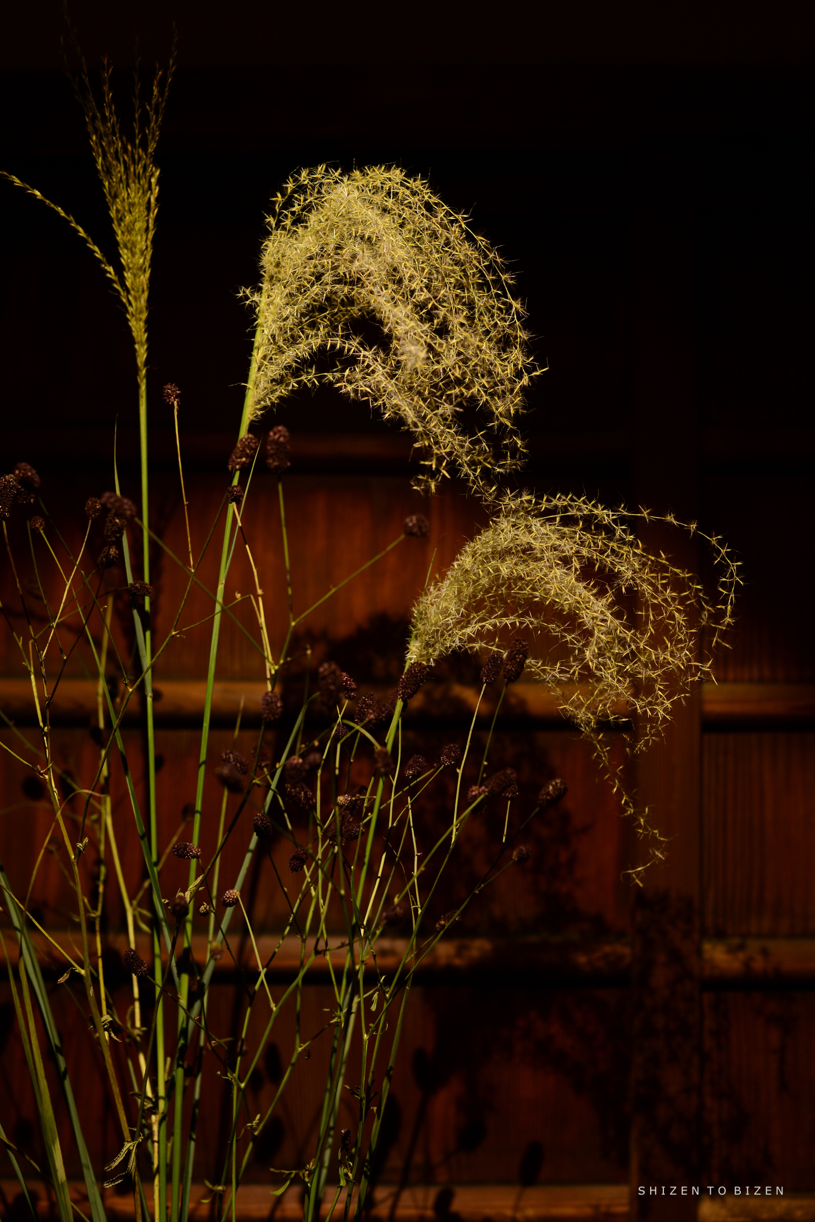 A close-up of delicate, wispy grass-like plants with feathery tops, set against a dark wooden background. The arrangement includes brown, seed-like clusters that add texture to the image.